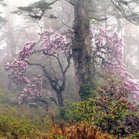 醉美大凉山索玛花