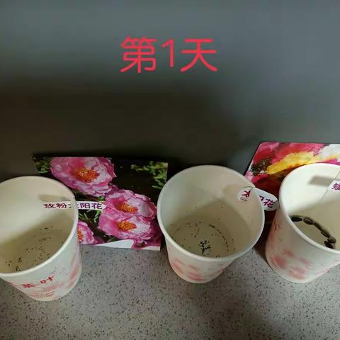 向日葵🌻生长记