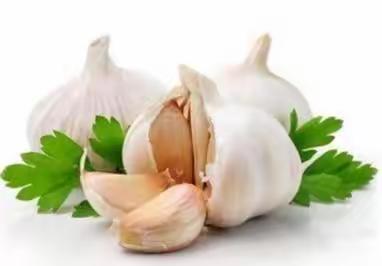 大蒜宝宝生长记