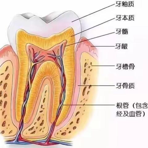 一组动图让你看懂牙齿根管治疗！