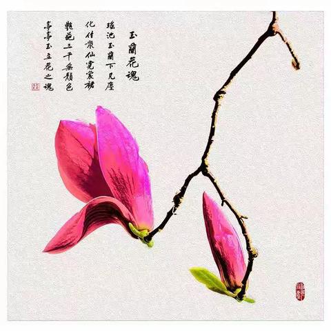 画意摄影2-玉兰花魂