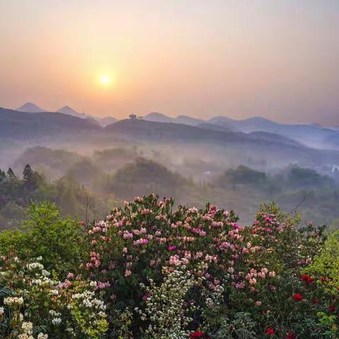 贵州毕节百里杜鹃“天然花园”“地球彩带”