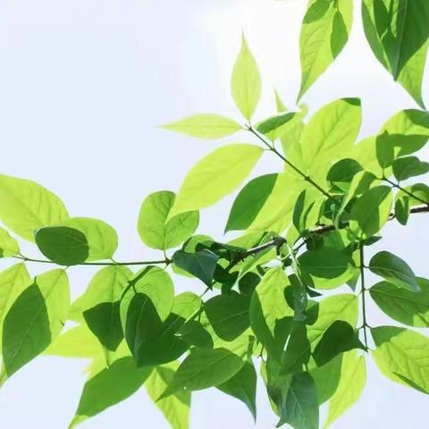 研学新课标理念 探寻任务群落地——临沂市小学语文主题学习视域下“学习任务群”教学研讨会