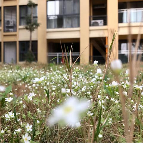 春天时节爱“梳妆”园林工人修剪忙