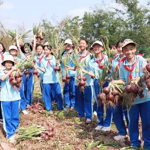 享劳动之乐 悟劳动之美——十街乡中心小学劳动教育实践活动之喜收洋葱