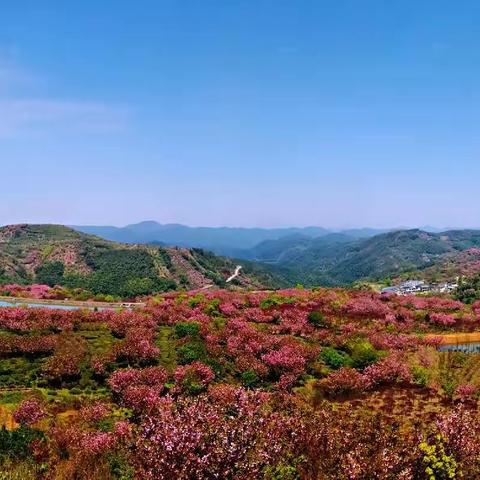 诗词六首：群山霞彩云霄外，万树芳容日月边。