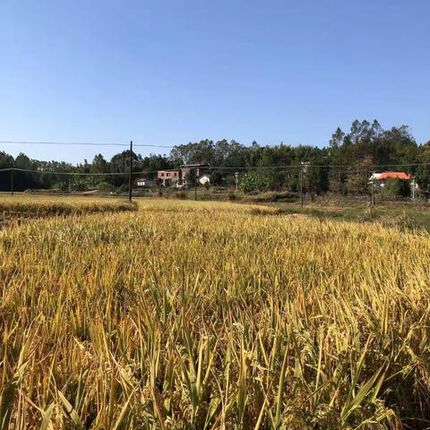 秋收活动--因为有你，这个秋天更特别