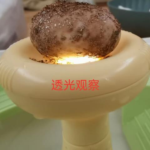 我的萌宠龟宝宝