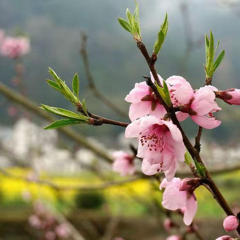 满园桃李吐芬芳，童言稚语话成长