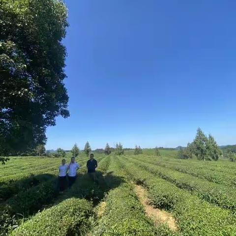 金融助力乡村振兴  茶乡湄潭翠芽飘香