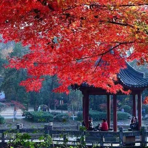 11月7日南京栖霞山赏秋、阅江楼一日游