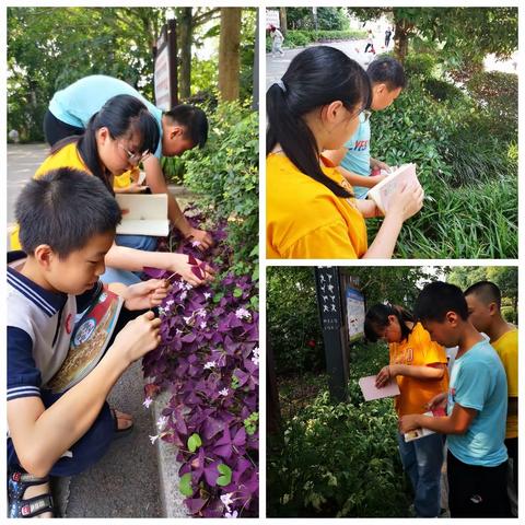 蓝晒——植物与阳光的完美邂逅（荣昌中学峰高校区科技组）