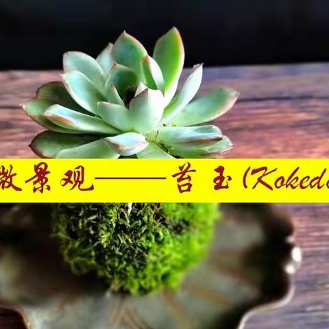 手作微景观——苔玉Kokedama（荣昌区峰高初级中学）