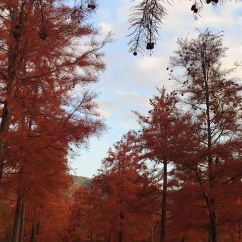 区内游长潭红杉林浮光掠影