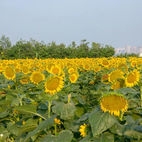 向日葵向着红太阳“我的运城”