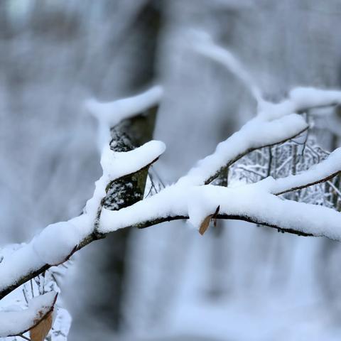 留不住的雪