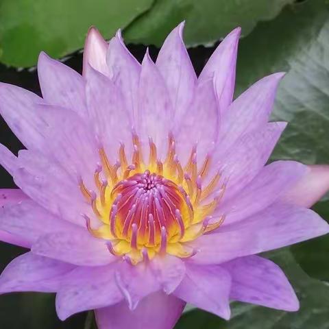 青听蝶语——初入初中(七年级上册)