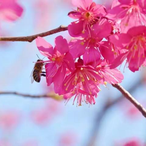 【钟小教育集团】教研花开初春时，同心掬得满庭芳——记四年级语文教研活动