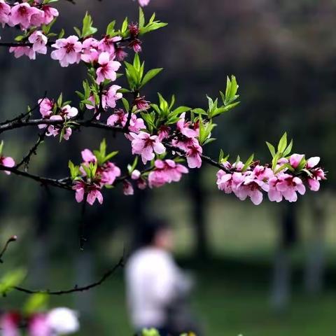 我们的节日·清明节