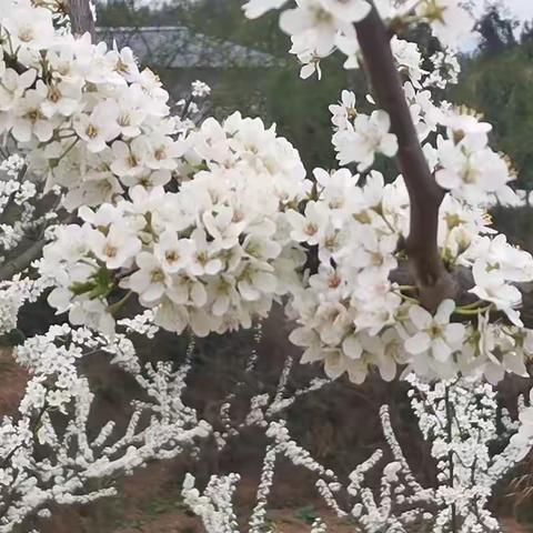 梨花桃花竞相开，金银无数淌进来