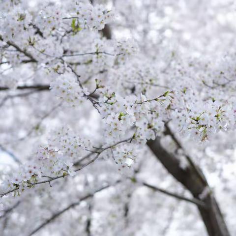 植物园随拍