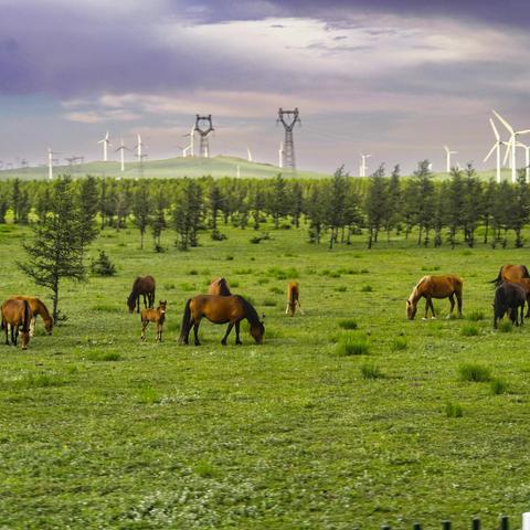 青城公园歌友会辉腾锡勒游