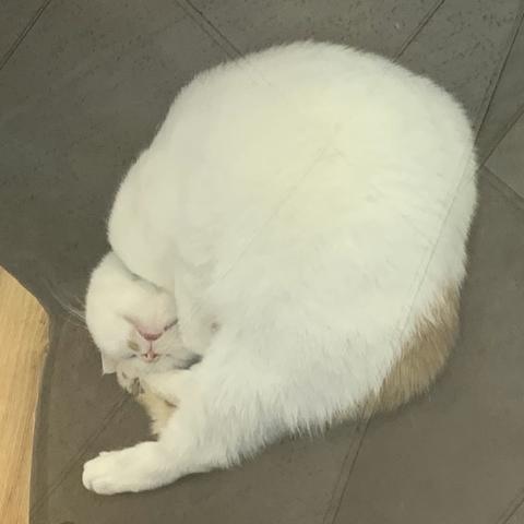 猫咖一日游