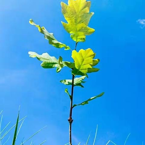 明确视导标准，落实教学常规