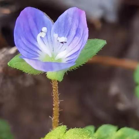 致敬每一个她——近小三年级女教师三八节蹅春游