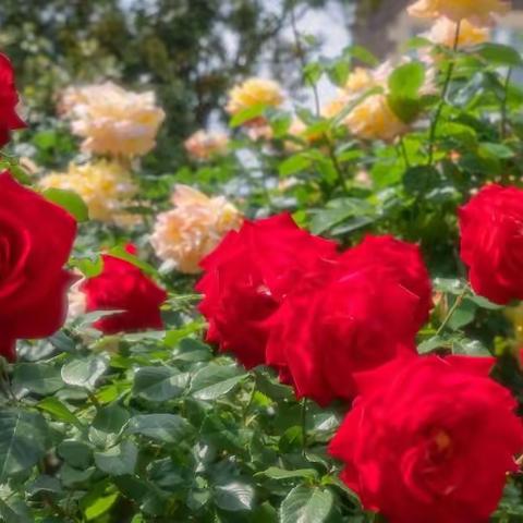 如何进行盆底肌功能锻炼？这个简单的方式一看就会