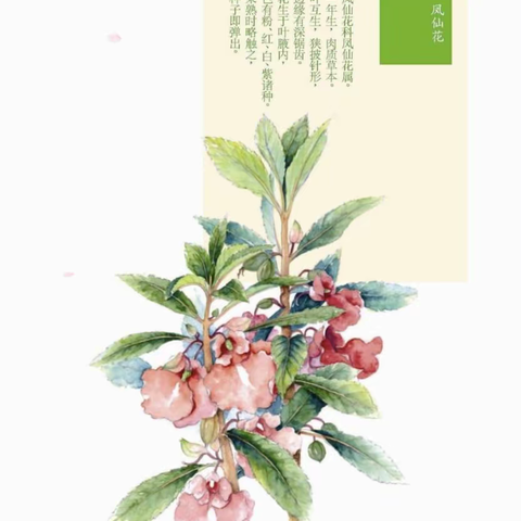 凤仙花的生长过程