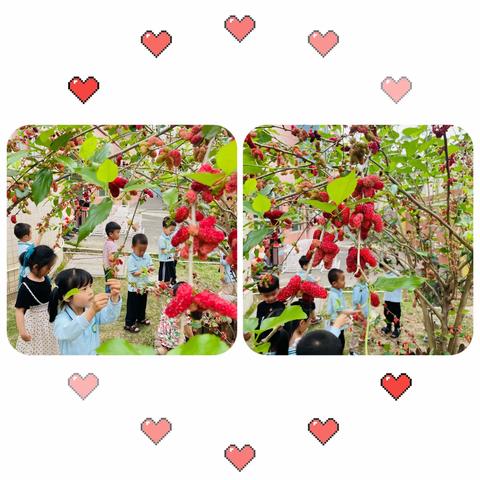 【最美四月天，桑葚正当时】——小5班主题活动回顾🎀