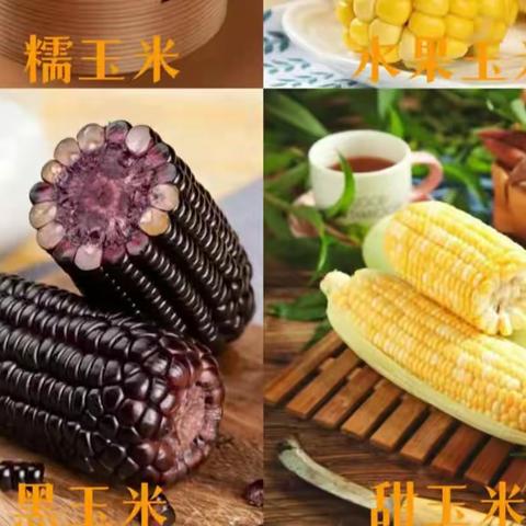 🌽《“玉”见你 真有趣！》🌽童萌育才幼儿园🌈才一班四月份主题活动。