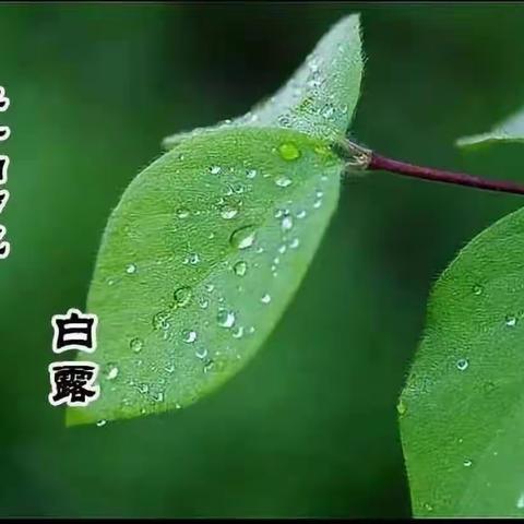 蒹葭苍苍，白露为霜”――爱瑞幼儿园《大三班》白露节气主题活动