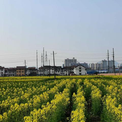 汉中油菜花