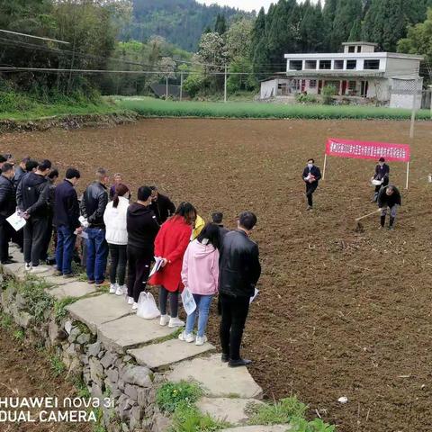 石板镇开展大豆玉米带状复合种植技术现场培训会