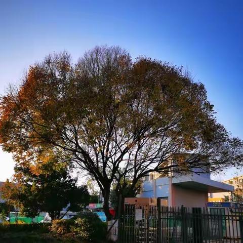 淏园第一树的春夏秋冬