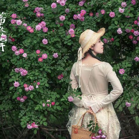蔷薇花开