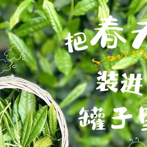 假日小队 | “踏春采茶”——北港小学508班星辰小队假日研学活动