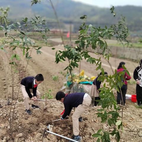 共“植”一抹绿、一同“森”呼吸共同守护青山绿水﻿——三明市实验小学四年 （1） 班综合社会实践活动纪实