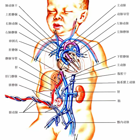 如何在标准切面上认识肺静脉