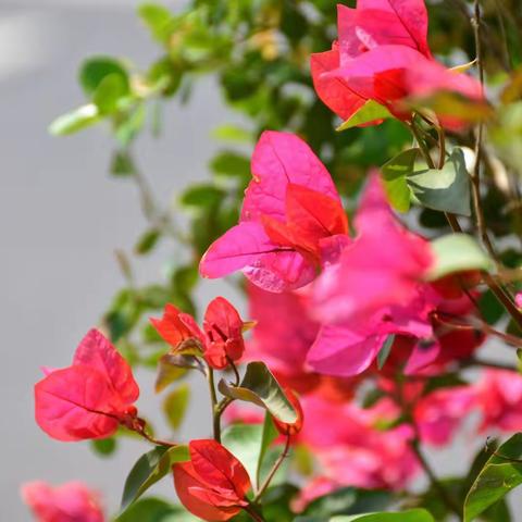 鲜花扮靓岛城，喜迎上合峰会！