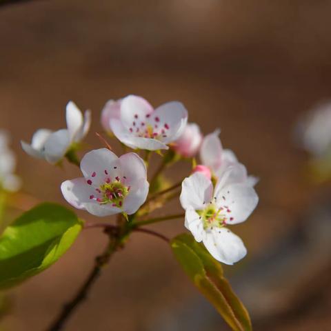 芳菲四月