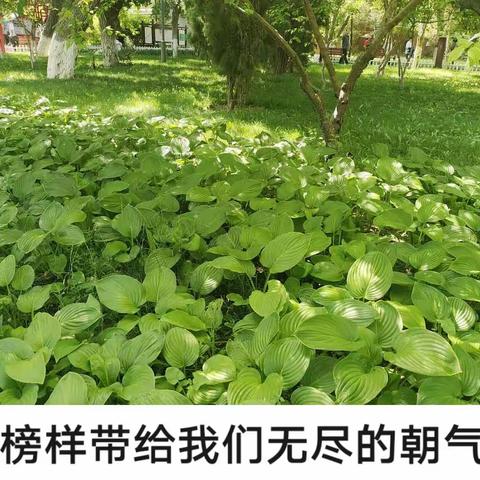 【乌苏一小党建】身边的榜样，前行的力量——每周标兵  牢铸师魂