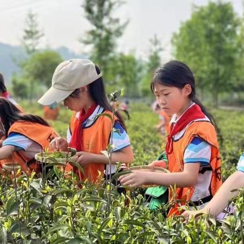 爱在春天 ，研在茶乡——记五山镇谢湾中心小学研学旅行活动