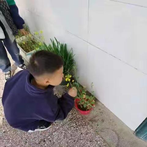 不负好时光，教室农场伴成长——宿州市第六小学一(2）班教室农场农作物成长记