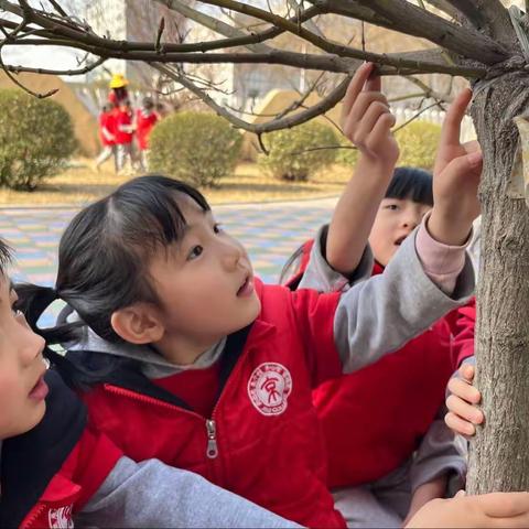 探秘树🌳的纹理世界