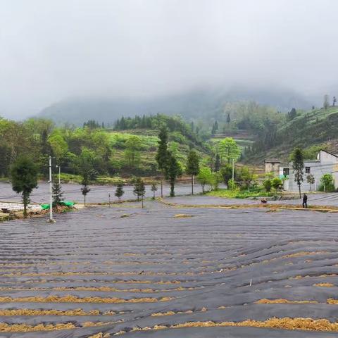 春雨贵如油，烟农移栽忙