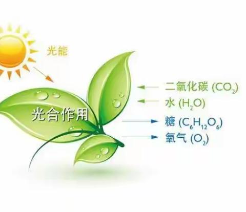 叶子的秘密—“数学嘉年华”主题实践活动