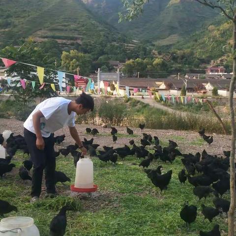 沙水湾黑鸡鸡蛋